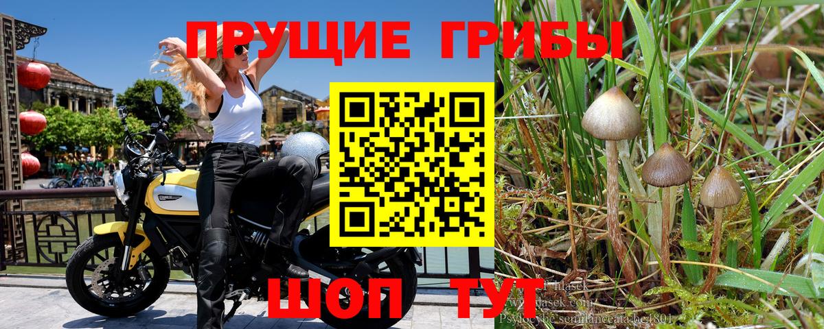 Галлюциногенные грибы Psilocybine cubensis Богородск